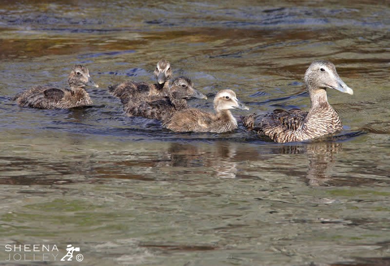 Eider Duck.jpg - Taken on Innishtrahull Island off Co. Donegal
